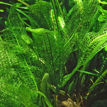 Aponogeton madagascariensis BULB AQUADIP