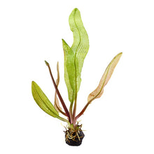 Aponogeton madagascariensis BULB AQUADIP