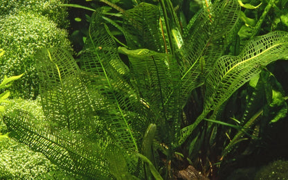 Aponogeton madagascariensis BULB AQUADIP