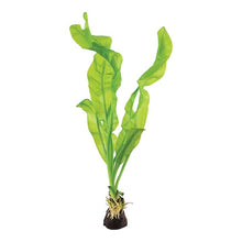 Aponogeton ulvaceus BULB AQUADIP