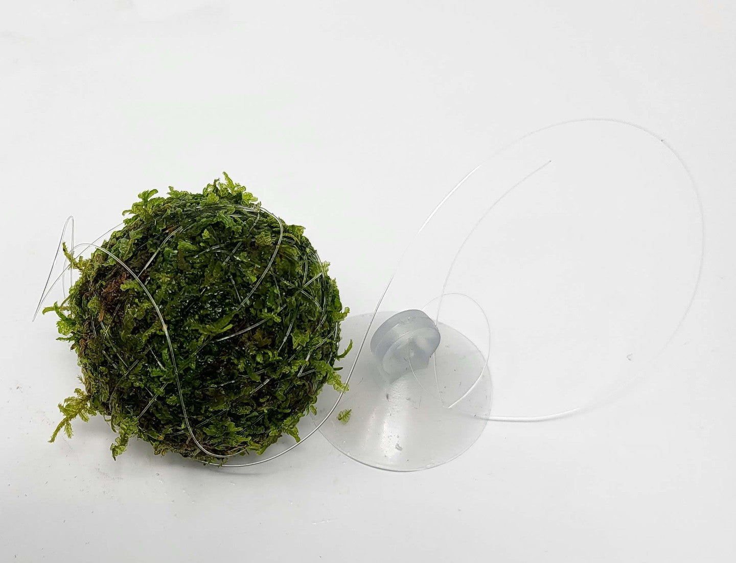 Floating Moss Ball AQUADIP