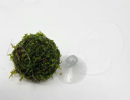 Floating Moss Ball AQUADIP