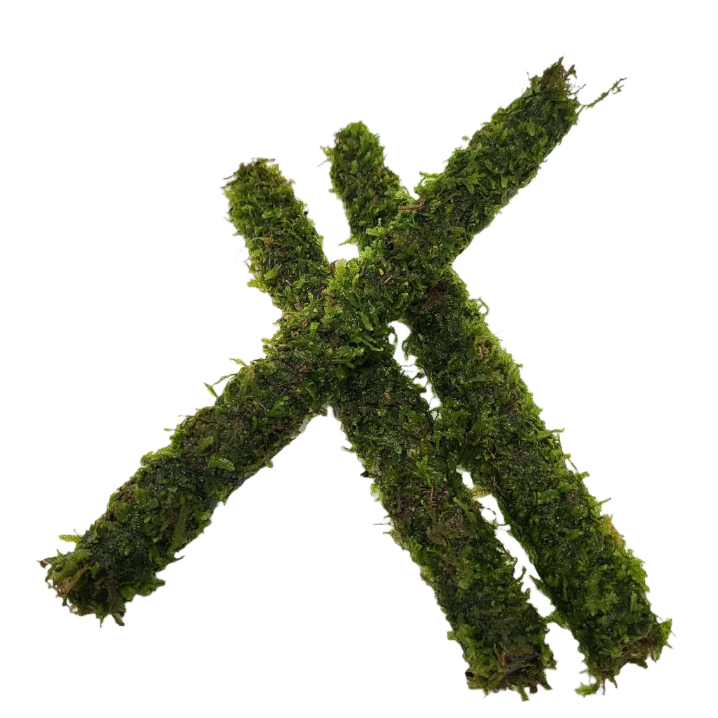 Bamboo Stick Java Moss 20cm AQUADIP