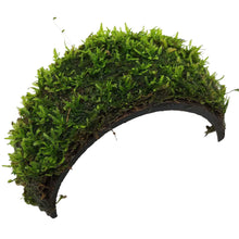 Coconut Bracelet Arch with Moss Aquadip