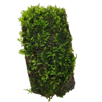 Coconut Bracelet Arch with Moss Aquadip