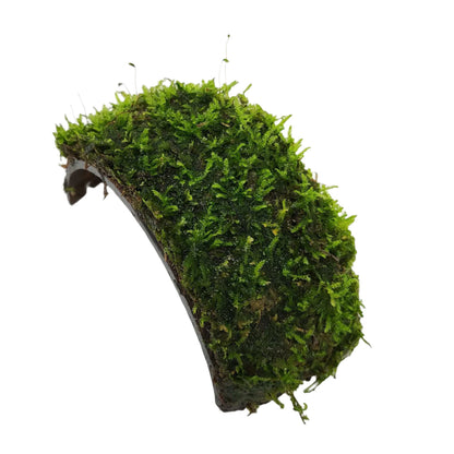 Coconut Bracelet Arch with Moss Aquadip