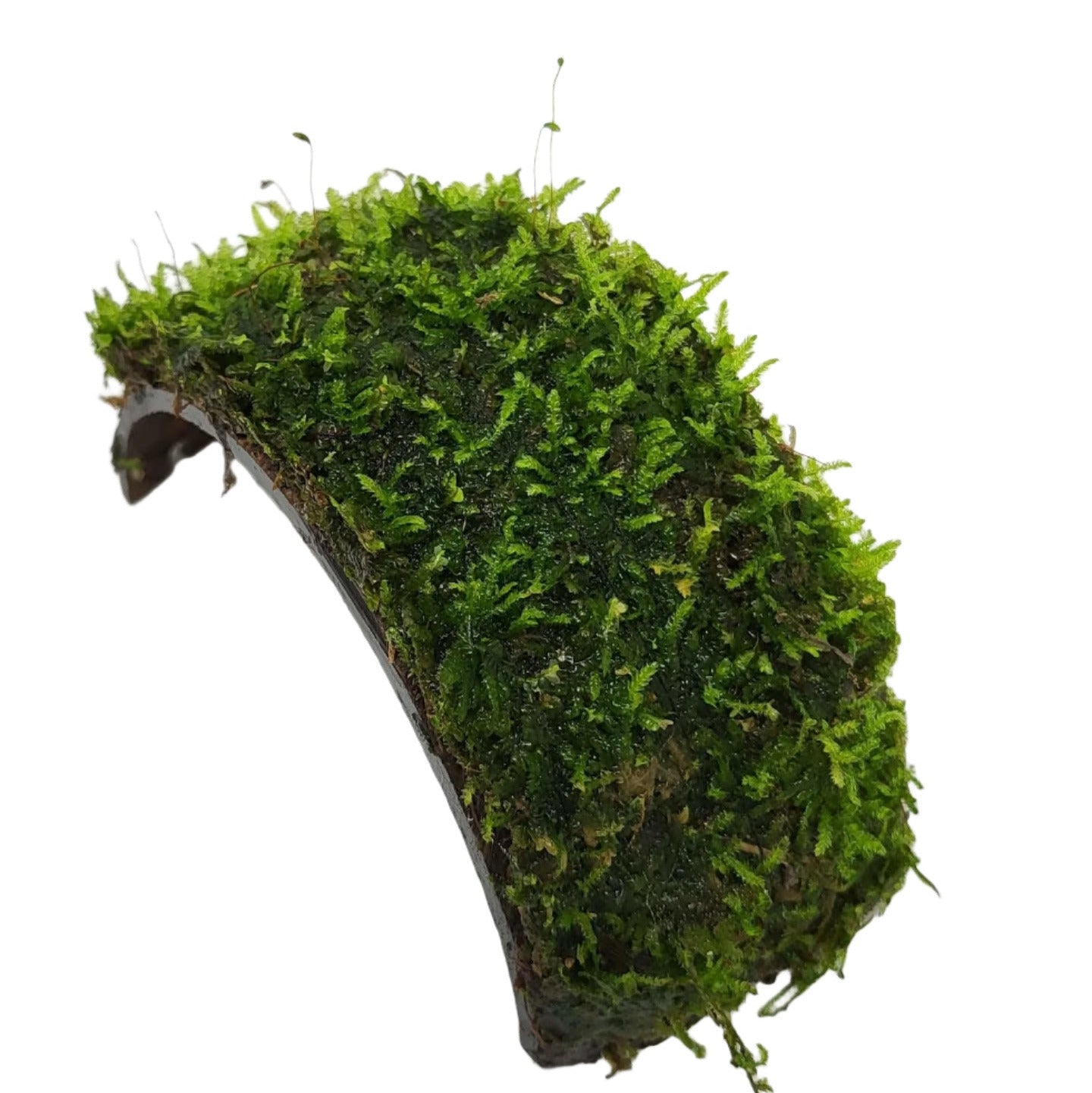 Coconut Bracelet Arch with Moss Aquadip