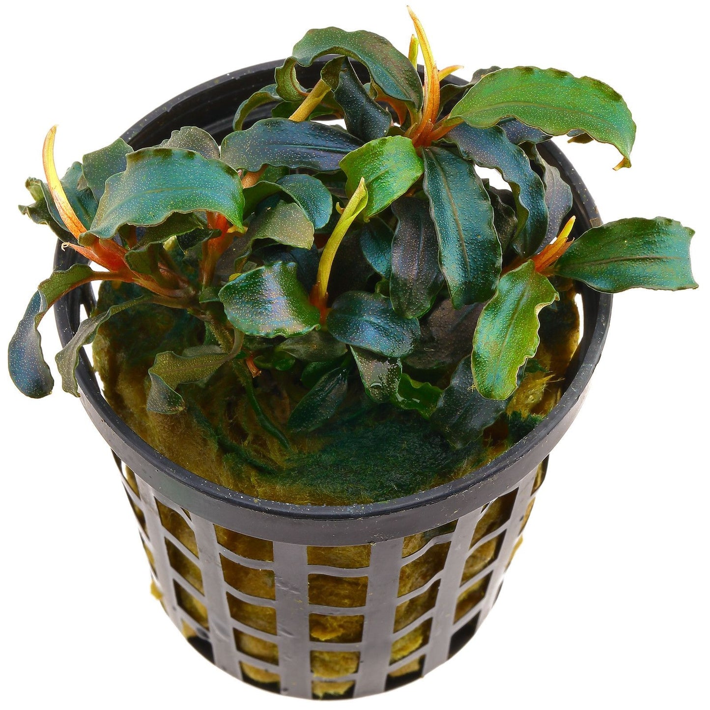Bucephalandra biblis AQUADIP