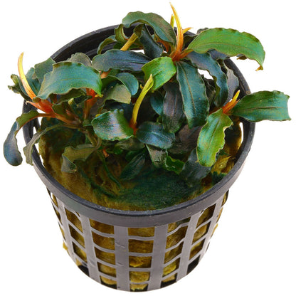 Bucephalandra biblis AQUADIP
