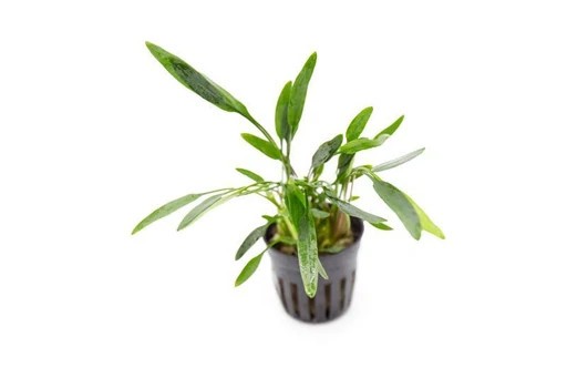 Cryptocoryne lucens AQUADIP
