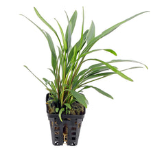 Cryptocoryne lucens AQUADIP