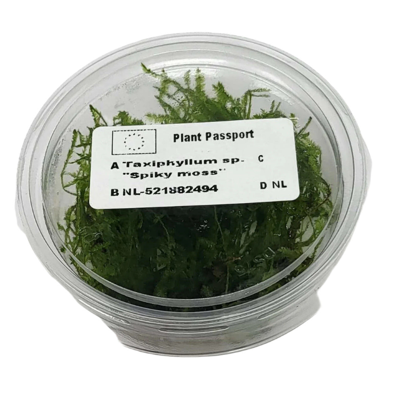 Spiky Moss in 80cc Cup AQUADIP