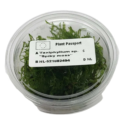 Spiky Moss in 80cc Cup AQUADIP