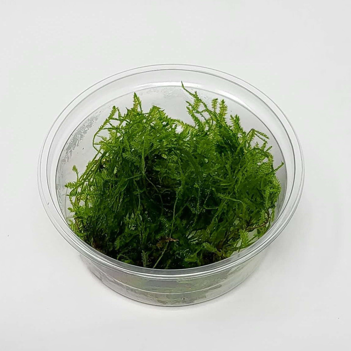 Spiky Moss in 80cc Cup AQUADIP