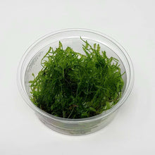 Spiky Moss in 80cc Cup AQUADIP