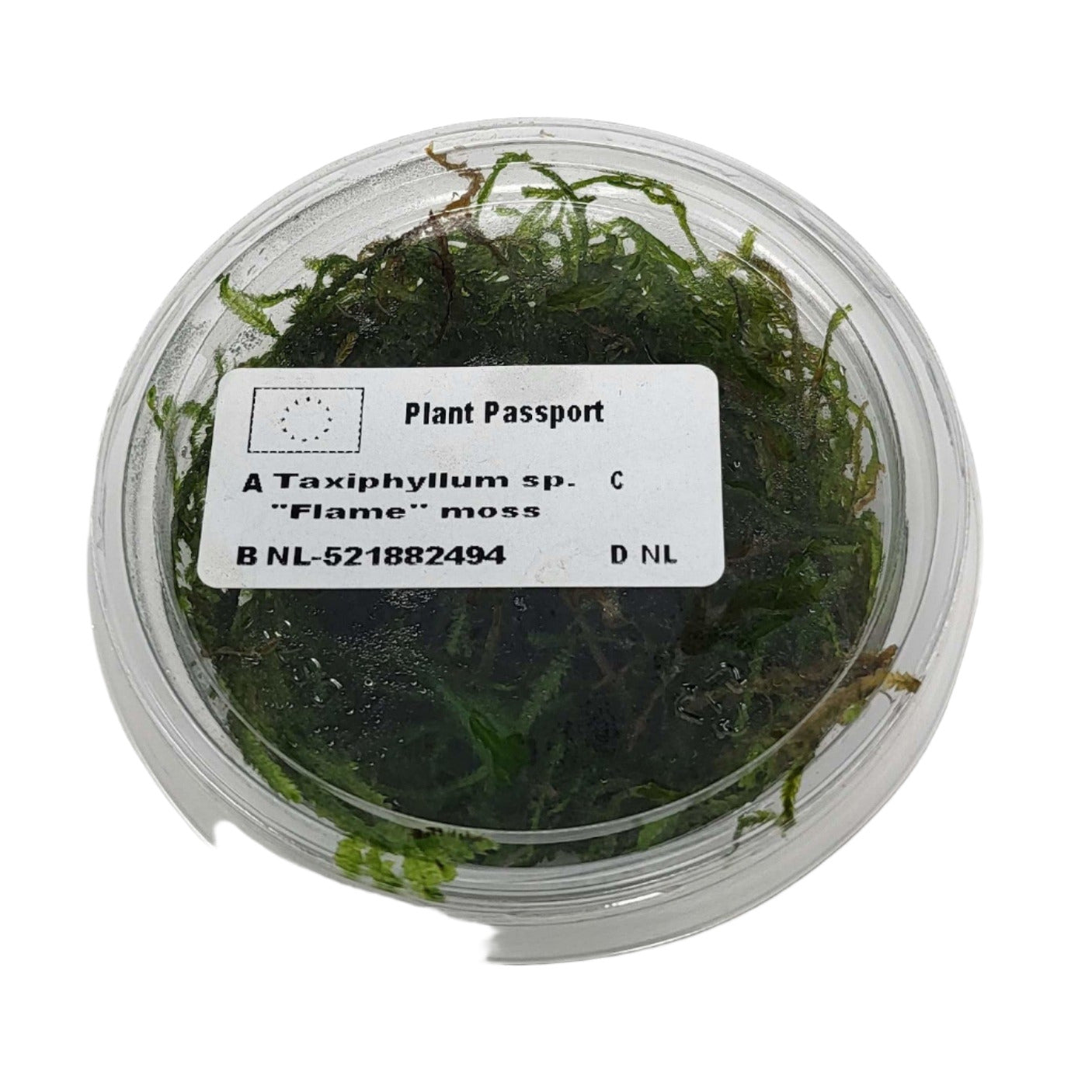 Flame Moss Portion in 80cc Cup AQUADIP