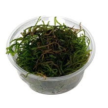 Flame Moss Portion in 80cc Cup AQUADIP