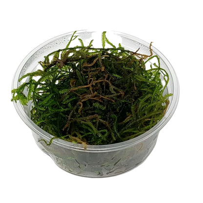 Flame Moss Portion in 80cc Cup AQUADIP