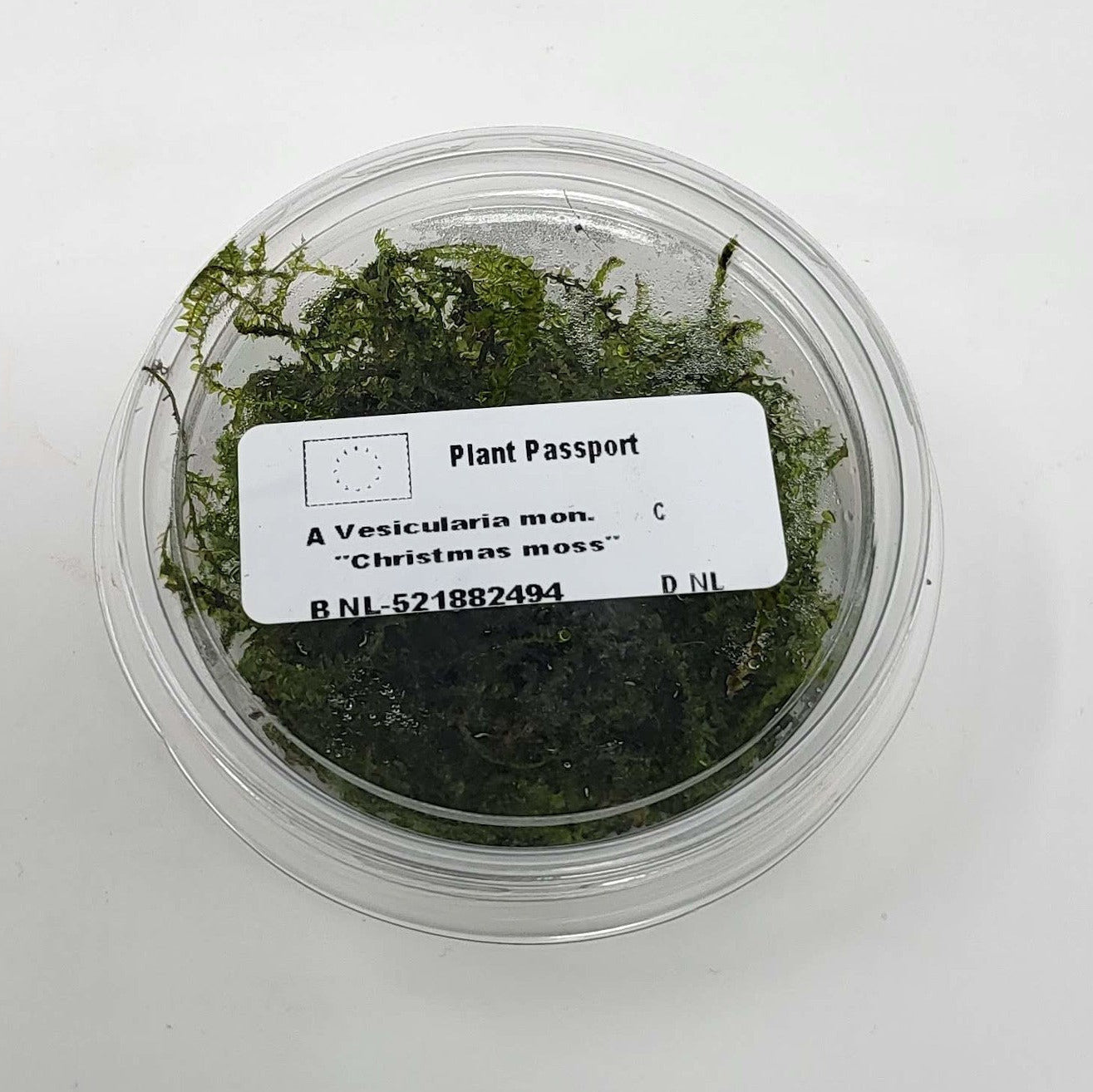 Christmas Moss in 80cc Cup AQUADIP