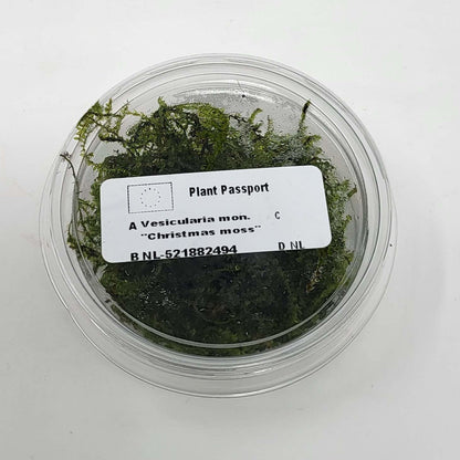 Christmas Moss in 80cc Cup AQUADIP