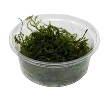 Christmas Moss in 80cc Cup AQUADIP