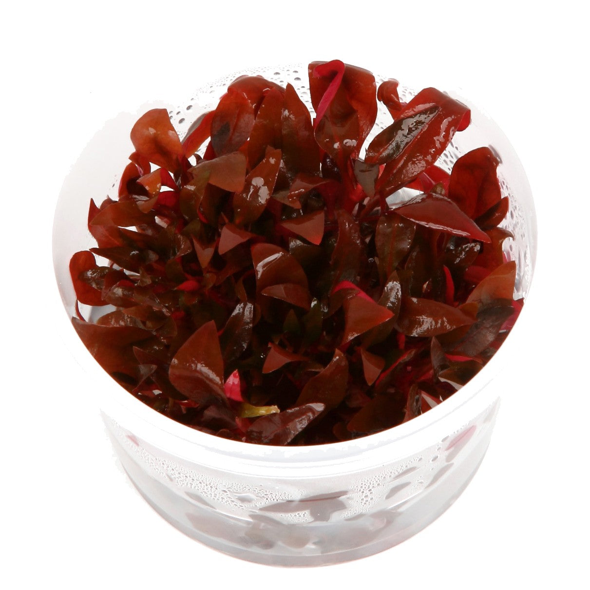 Aquafleur Alternanthera reineckii Easy Grow