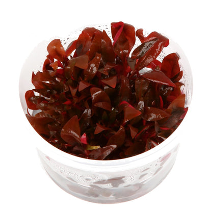 Aquafleur Alternanthera reineckii Easy Grow