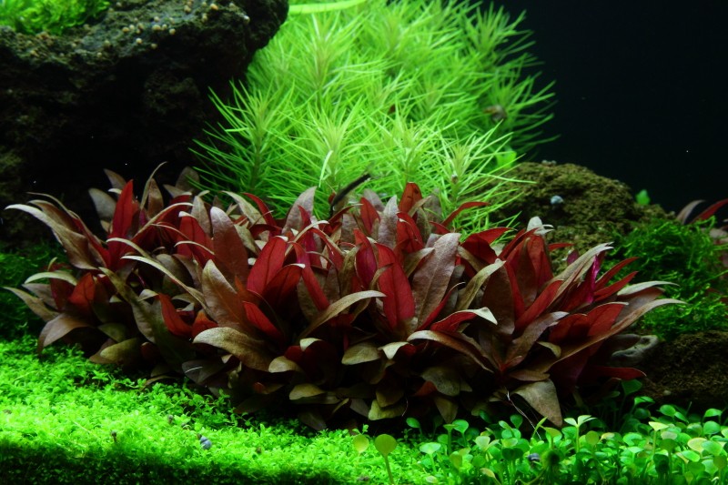 Aquafleur Alternanthera reineckii Easy Grow