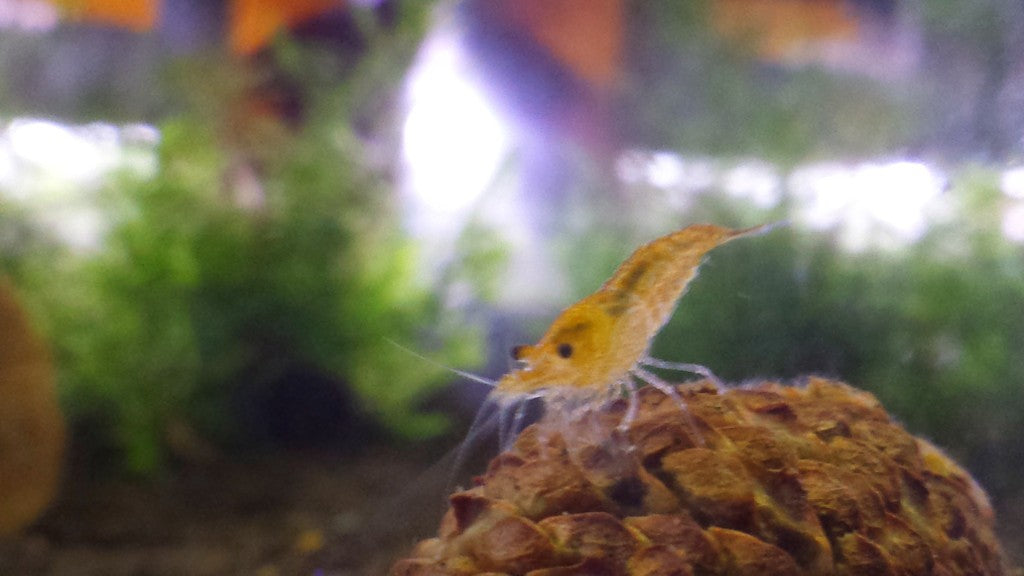 Orange Shrimp