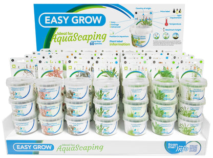 Aquafleur Alternanthera reineckii Easy Grow