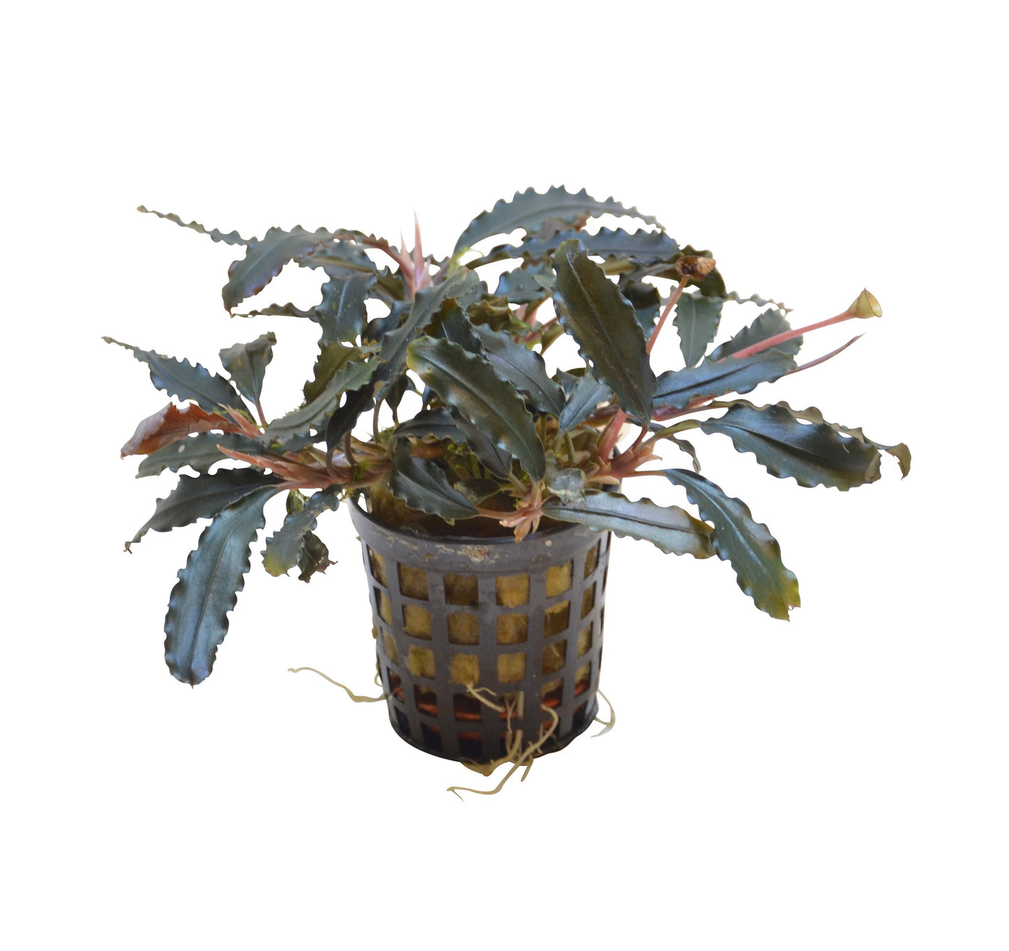 Aquafleur Bucephalandra biblis Easy Grow