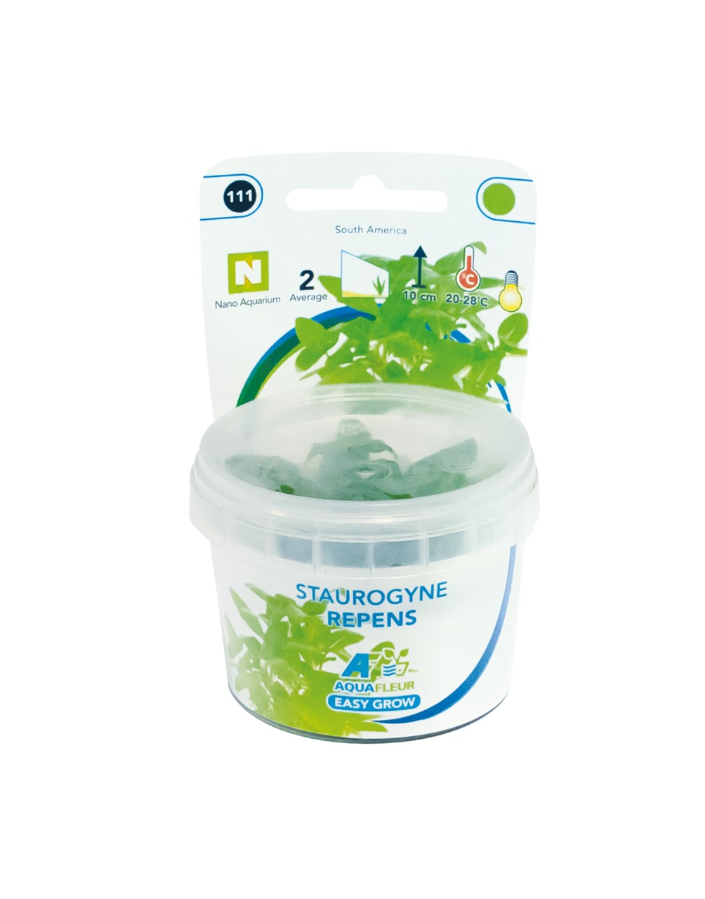 Aquafleur Staurogyne repens Easy Grow