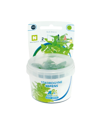 Aquafleur Staurogyne repens Easy Grow