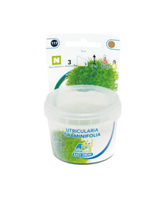 Aquafleur Utricularia graminifolia Easy Grow