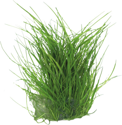 Aquafleur Eleocharis acicularis Easy Grow