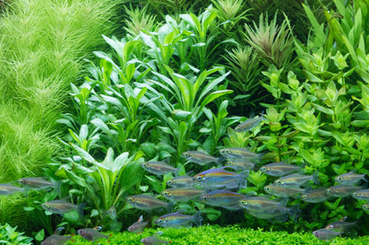 Aquafleur Lobelia cardinalis Easy Grow