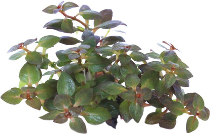 Aquafleur Ludwigia palustris Mini Super Red Easy Grow