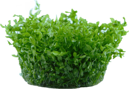 Aquafleur Micranthemum micranthemoides Easy Grow