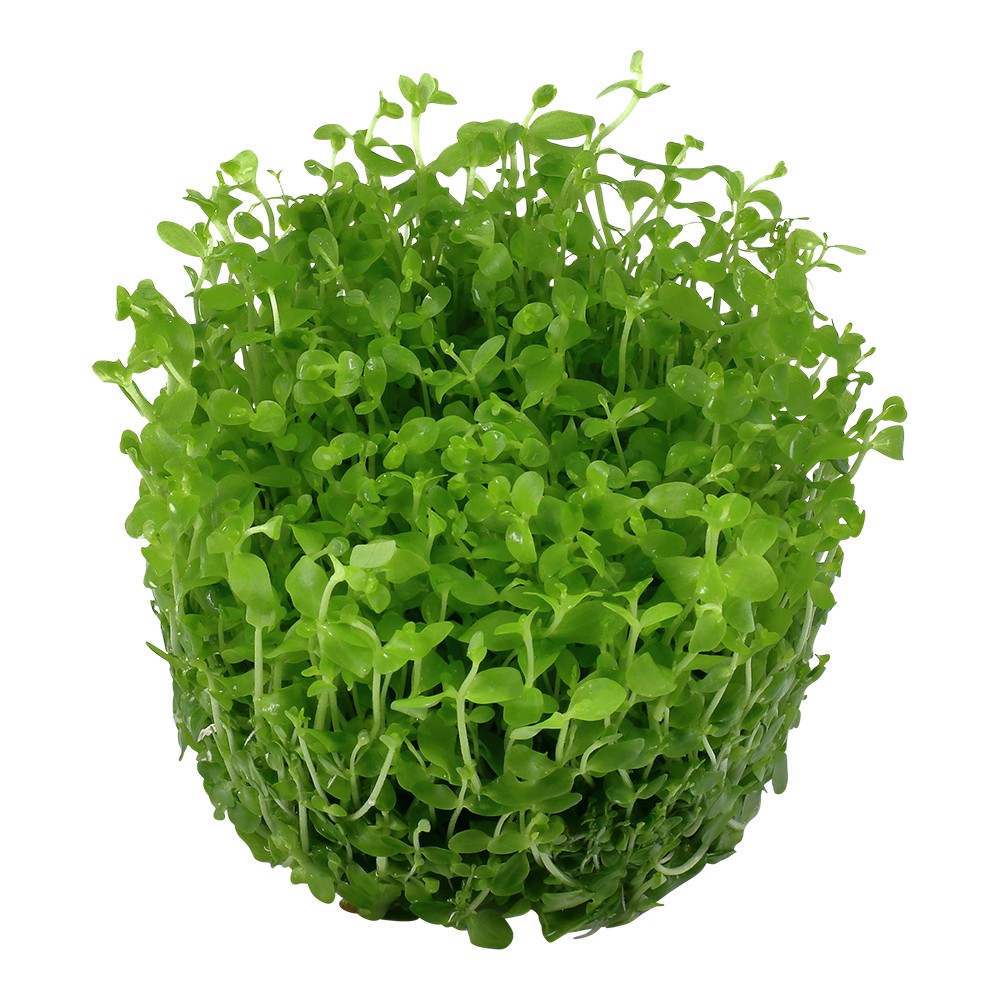Aquafleur Micranthemum Monte Carlo Easy Grow
