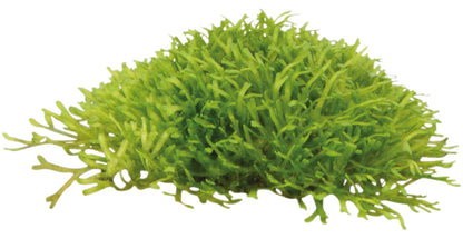 Aquafleur Riccia fluitans Easy Grow
