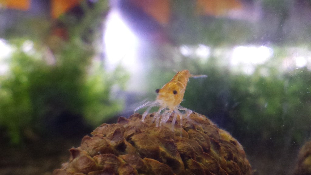 Orange Shrimp