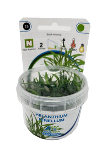 Aquafleur Helanthium tenellum Easy Grow