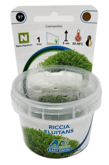 Aquafleur Riccia fluitans Easy Grow