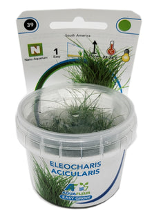 Aquafleur Eleocharis acicularis Easy Grow