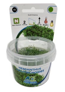 Aquafleur Hemianthus calitrichoides Easy Grow