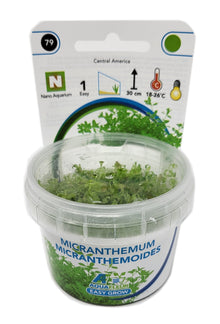 Aquafleur Micranthemum micranthemoides Easy Grow