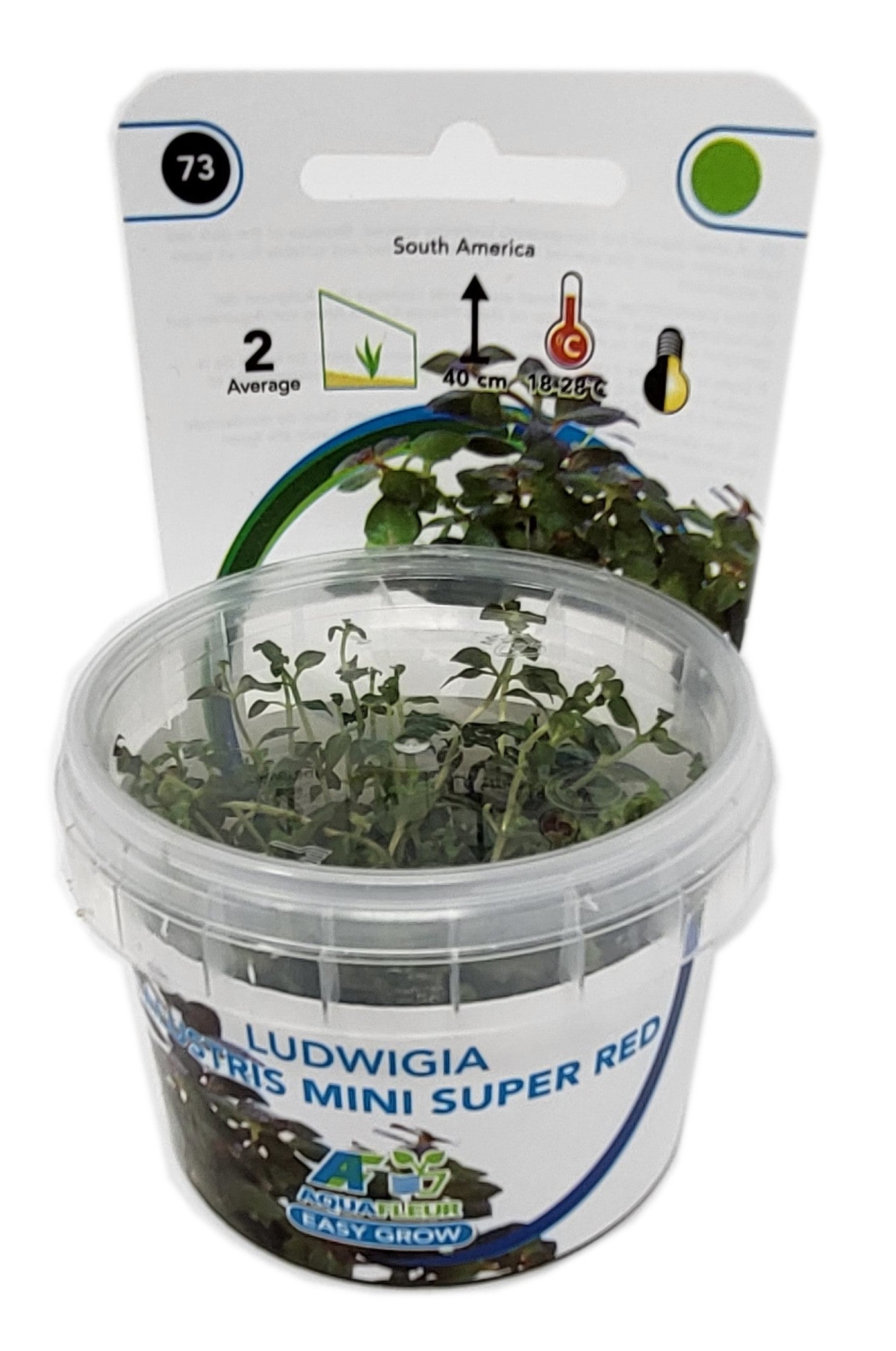 Aquafleur Ludwigia palustris Mini Super Red Easy Grow