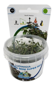 Aquafleur Ludwigia palustris Mini Super Red Easy Grow