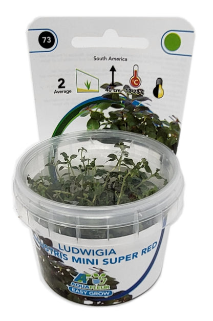 Aquafleur Ludwigia palustris Mini Super Red Easy Grow