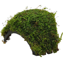 Three hole coconut with Javamoss AQUADIP